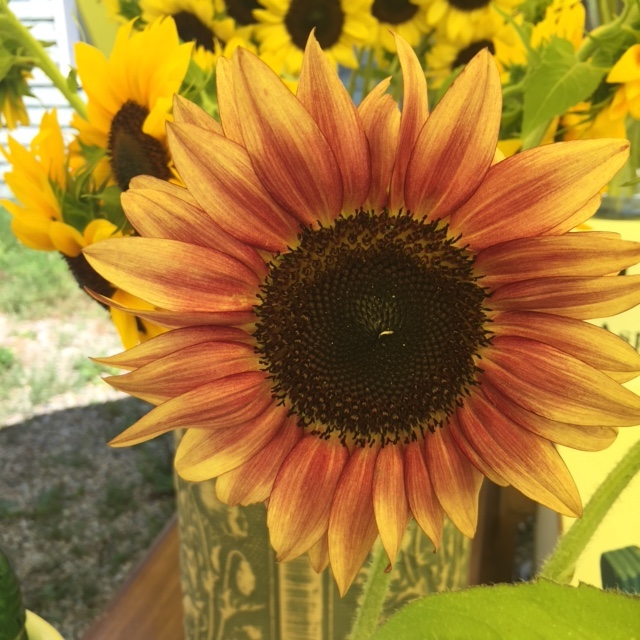 Sunflowers – Kiki's Garden